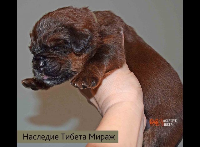 Щенки от пары Ерик х Конфета